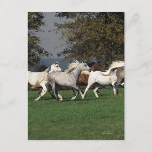Cartão Postal Árabes correndo em campo