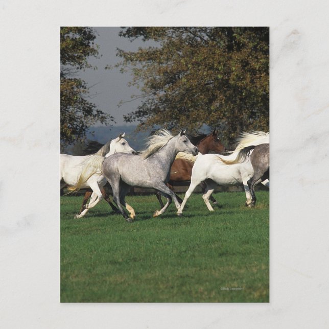 Cartão Postal Árabes Correndo no Campo (Frente)