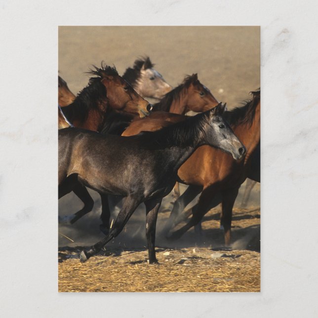 Cartão Postal Árabes correndo no deserto (Frente)