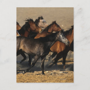 Cartão Postal Árabes correndo no deserto