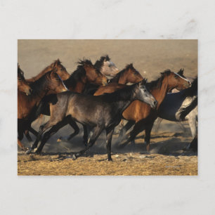 Cartão Postal Árabes correndo no deserto