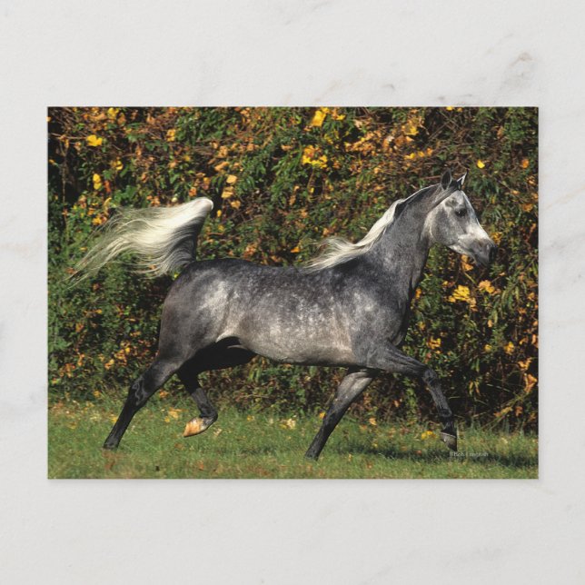 Cartão Postal Árabes Correndo: outono (Frente)