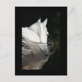Cartão Postal Arabian Horse Slick