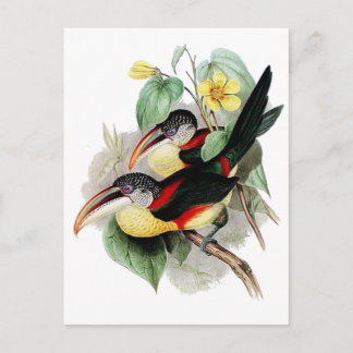 Cartão Postal Aracari de Credo Curl