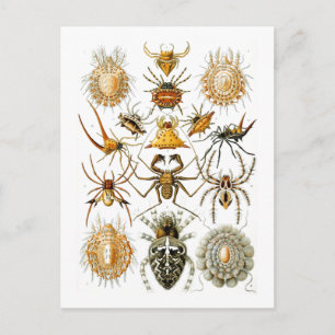 Cartão Postal Arachnida (Aranhas) Ernst Haeckel Belas Artes