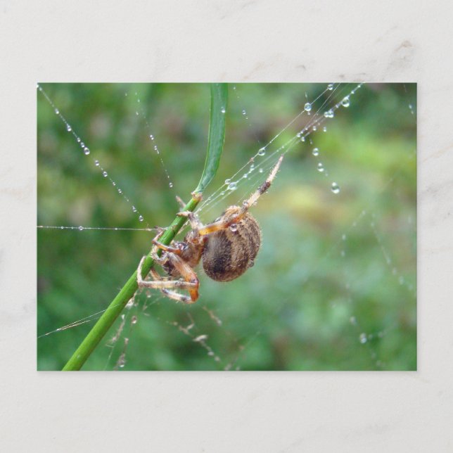 Cartão Postal Araneus - Orb Weaver Spider (Frente)