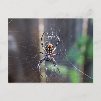 Cartão Postal aranha