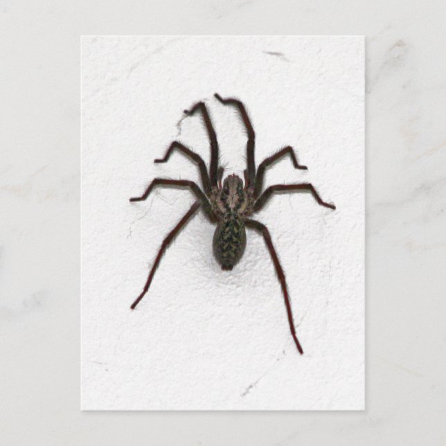 Cartão Postal Aranha assustadora (Frente)