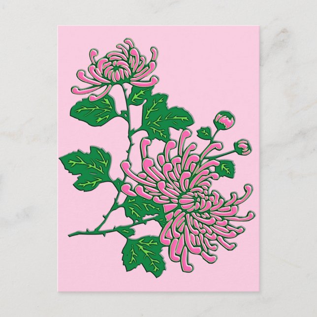 Cartão Postal Aranha-crisântemas chinesa - rosa-macio (Frente)