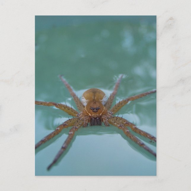 Cartão Postal Aranha-da-água (Frente)