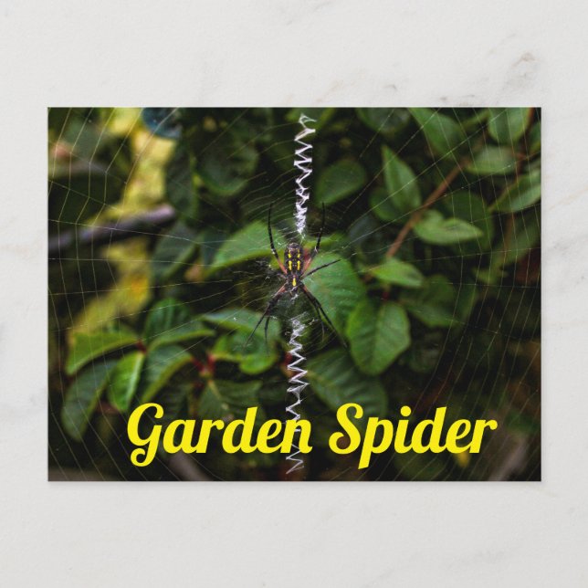 Cartão Postal Aranha de Jardim Construindo uma Teia (Frente)