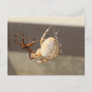 Cartão Postal Aranha de Perto