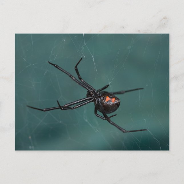 Cartão Postal Aranha de Viúva Negra (Frente)