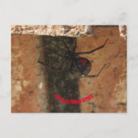Aranha de Viúva Negra