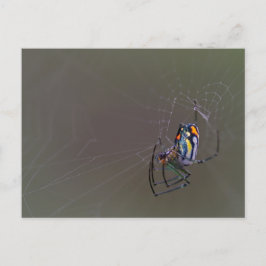 Cartão Postal aranha-do-mar-do-mar-orbicho-malhado