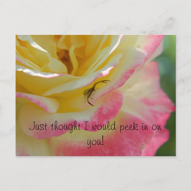 Cartão Postal Aranha em um Cartão-postal Rosa (Frente)