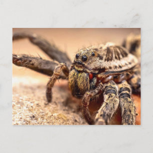 Cartão Postal Aranha-lobo