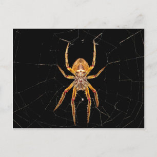 Cartão Postal aranha-macro-insetos colomia