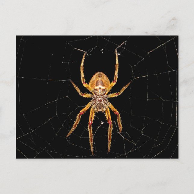 Cartão Postal aranha-macro-insetos colomia (Frente)