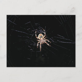 CARTÃO POSTAL ARANHA NA ESCURA