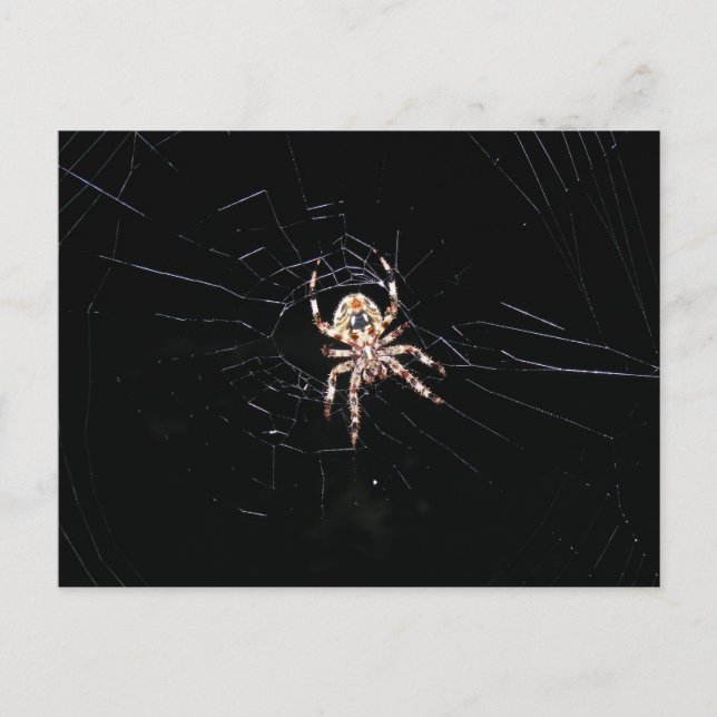 CARTÃO POSTAL ARANHA NA ESCURA (Frente)