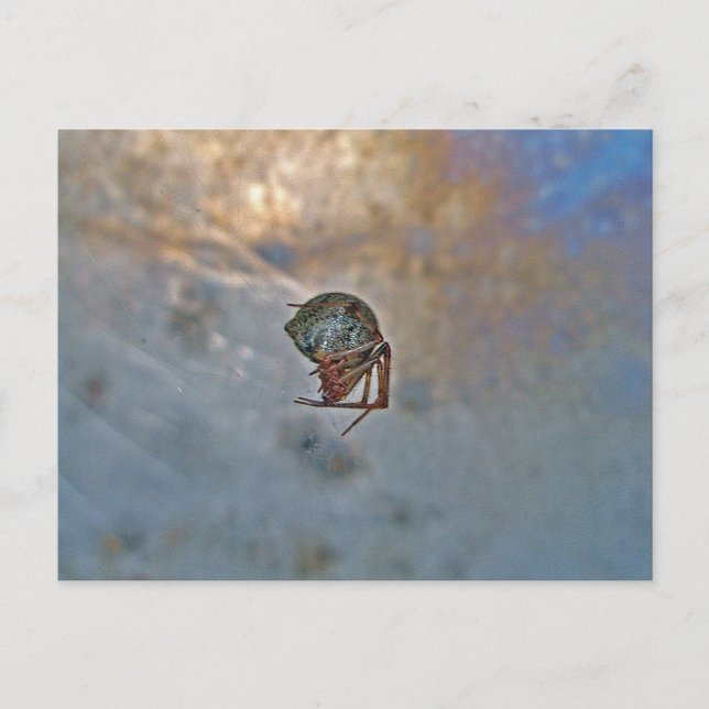 Cartão Postal Aranha na Web (Frente)