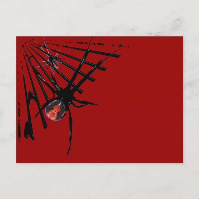 Cartão Postal Aranha Redback (Frente)