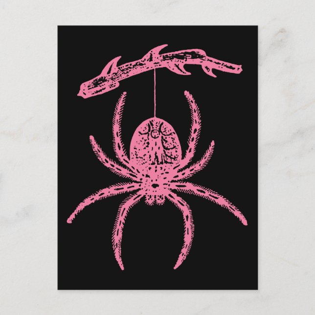Cartão Postal Aranha rosa-branca (Frente)