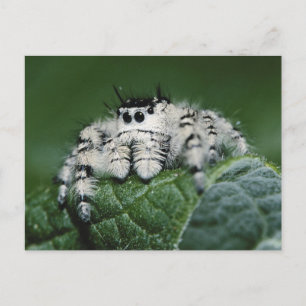 Cartão Postal Aranha Saltadora Metaphid