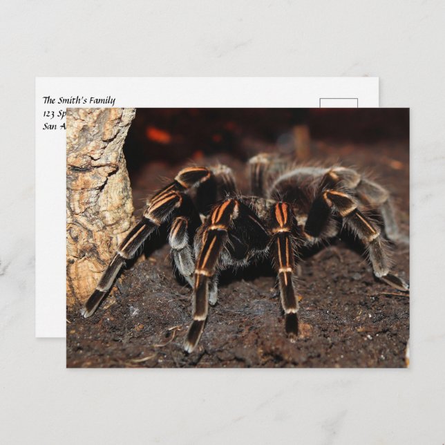 Cartão Postal Aranha Tarantula de joelho achatado (Frente/Verso)
