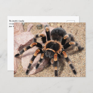 Cartão Postal Aranha Tarantula do Joelho Vermelho mexicano