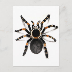 Cartão Postal Aranha Tarantula Vermelha