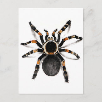 Cartão Postal Aranha Tarantula Vermelha