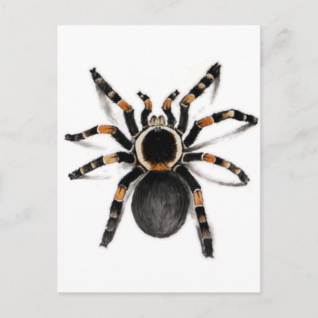 Cartão Postal Aranha Tarantula Vermelha (Frente)