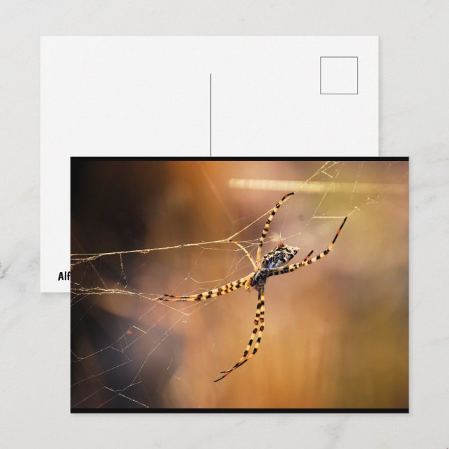 Cartão Postal Aranha-tecedeira-anelada (Frente/Verso)