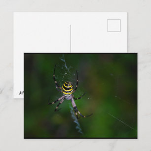 Cartão Postal Aranha Vespa, Aranha de Teia Orbicular