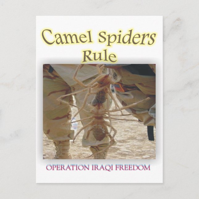 Cartão Postal Aranhas (Frente)