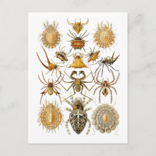 Cartão Postal Aranhas