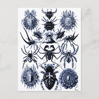 Cartão Postal Aranhas Haeckel Arachnida em Azul