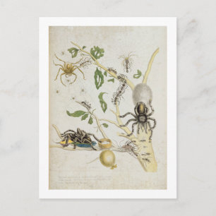 Cartão Postal Aranhas: Mygole, placa 18 de "Over de Voorteelin