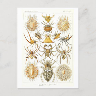 Cartão Postal Aranhas Vintage Book Illustration