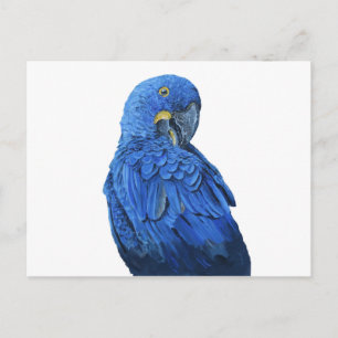 Cartão Postal Arara-azul-brilhante