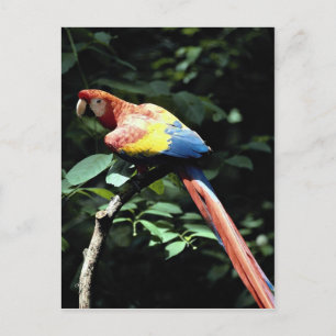 Cartão Postal arara-escarlate