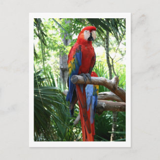 Cartão Postal Arara-escarlate, design de fotografia-arara vermel