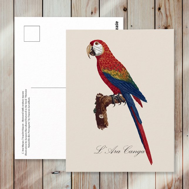 Cartão Postal Arara-vermelha, Ara macao (Scarlet Macaw or Red-Breasted Macaw, Ara macao. Postcard)