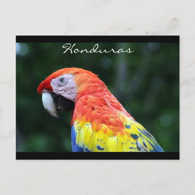 Cartão Postal arara-vermelha fronteira (Frente)