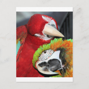 Cartão Postal Araras fofas