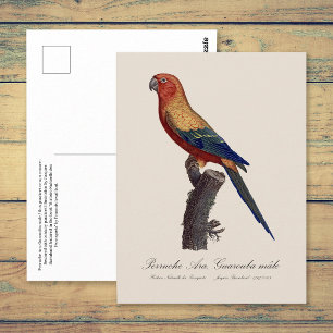 Cartão Postal Aratinga-sol, Aratinga Solstitialis
