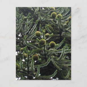 Cartão Postal Araucaria araucana - Cones - Foto Aragão