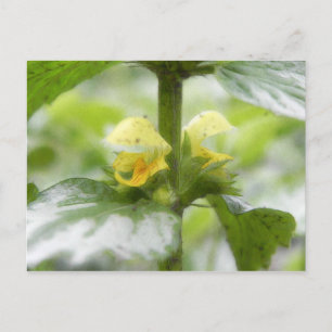 Cartão Postal Arcanjo Amarelo - Lamium galeobdolon
